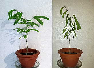 Zmiany położenia liści rośliny