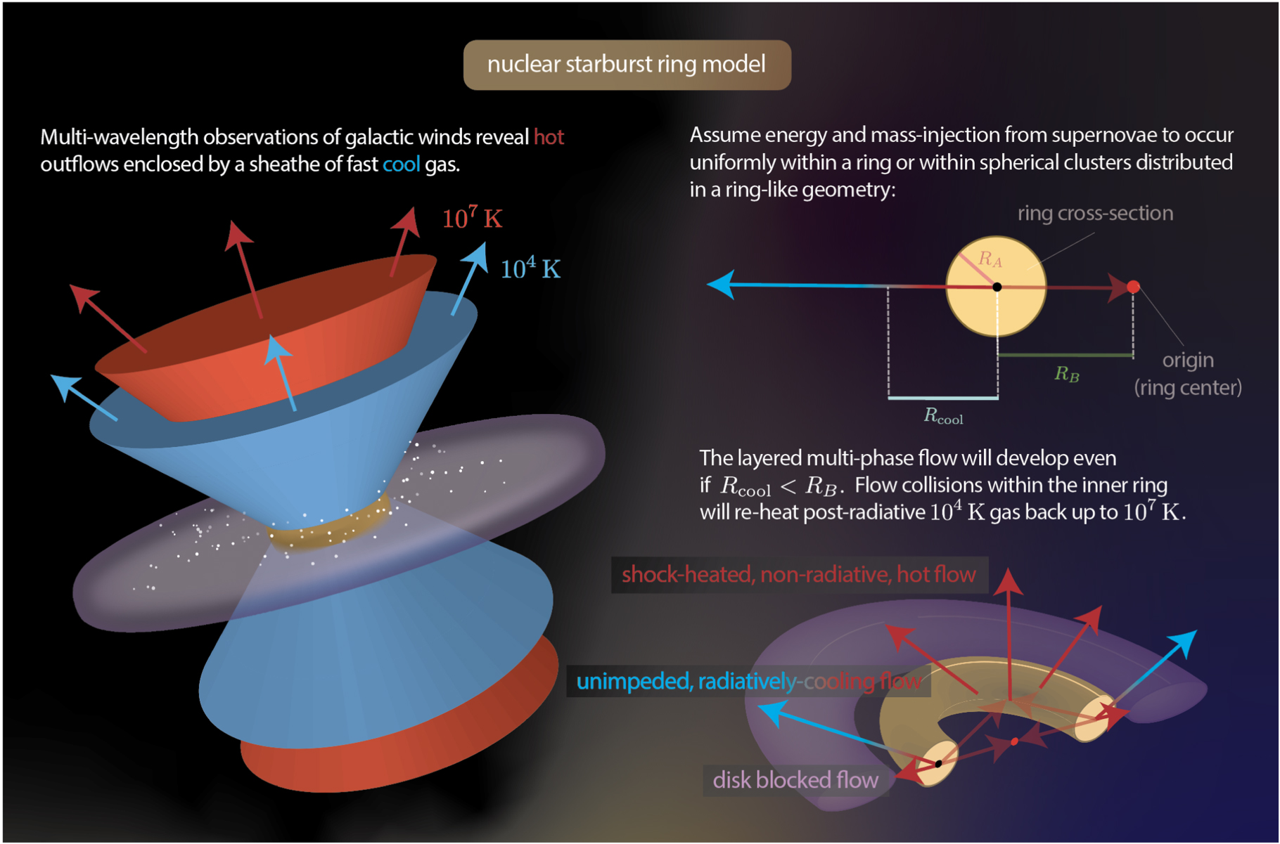 Schematyczny model pierścienia z rodzącymi się gwiazdami, który otacza jądro galaktyki. Model wyjaśnia krytyczną kwestię mechanizmu przyspieszania chłodnego składnika wiatru galaktycznego (np. M82–zmierzona prędkość ~500-1000 km/sek). W tym modelu supernowe wyrzucają energię i masę przy założeniu geometrii pierścienia. Prowadzi to do stałego wypływu materii o początkowej temperaturze ~10 mln K, który przyspiesza do dużej prędkości, gdy opuszcza objętość pierścienia. Dla wypływów o dużych masach, wiatr opuszczający zewnętrzny obszar pierścienia, może szybko schłodzić się do temperatury ~10 tys. K w odległości Rcool - praktycznie bez utraty prędkości. W symulacjach uwzględniono szerokość pierścienia RA: 25-200 pc i jego promień RB: 0,5-2 kpc. Wynikiem jest wielofazowy szybki wypływ materii nad płaszczyznę dysku galaktycznego (kolor fioletowy) o różnej temperaturze (kolor niebieski – 10 tys. K, kolor czerwony – 10 mln K). Źródło: The Astrophysical Journal Letters (2022). DOI: 10.3847/2041-8213/ac86c3