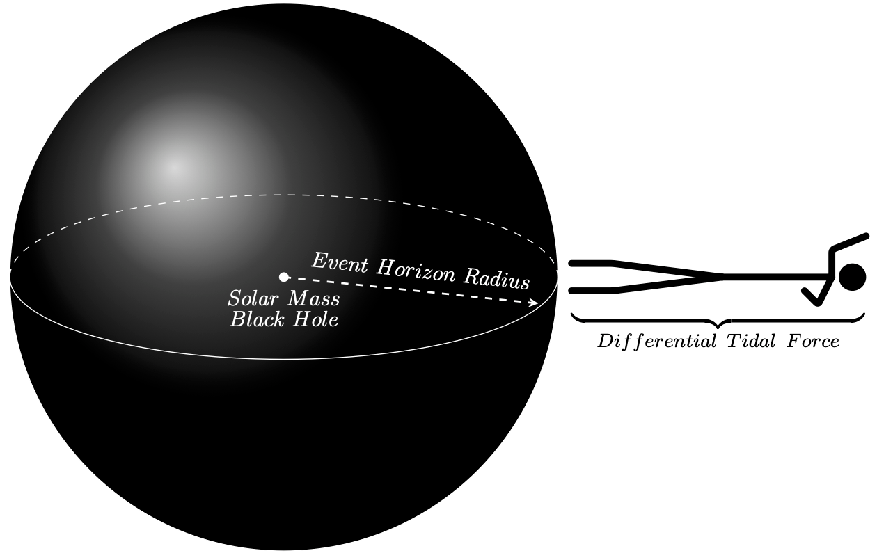 Astronauta zbliżając się do horyzontu zdarzeń czarnej dziury o masie Słońca (ang. solar mass black hole) odczuje ogromną różnicę sił grawitacji działających na głowę i palce stóp, czyli różnicową siłę pływową (ang. differential tidal force) rozciągającą go w długą nitkę podobną do makaronu. Dlatego ten efekt określa się obrazowo terminem spagetyzacji. Źródło: Leo i Shanshan Rodriguez, CC BY-ND