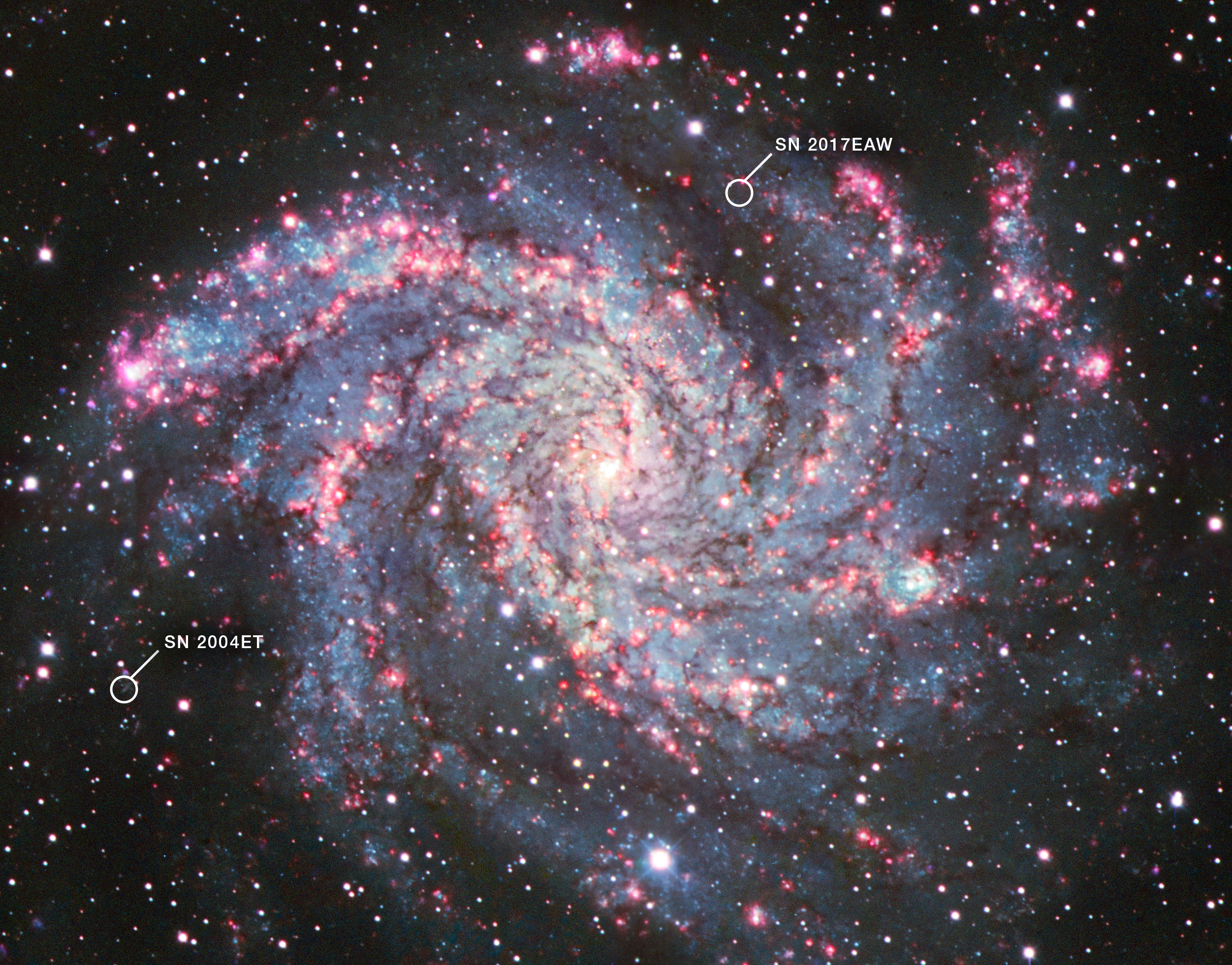 Na ilustracji: Zdjęcie galaktyki spiralnej zwanej Galaktyką Fajerwerk (inne oznaczenie - NGC 6946, odległość 22 miliony l.św.) zrobione w Kitt Peak National Observatory (USA), na którym zaznaczono pozycje supernowych SN 2004et i SN 2017eaw. Na zdjęciach NGC 6946 w podczerwieni (kamera MIRI) uzyskanych Teleskopem Webba, astronomowie odkryli dużą ilość pyłu w okolicach tych dwóch supernowych typu IIP – co potwierdza teorię, że supernowe odgrywają kluczową rolę z zaopatrywaniu w pył wczesnego Wszechświata. Źródło: KPNO, NSF's NOIRLab, AURA, Alyssa Pagan (STScI)