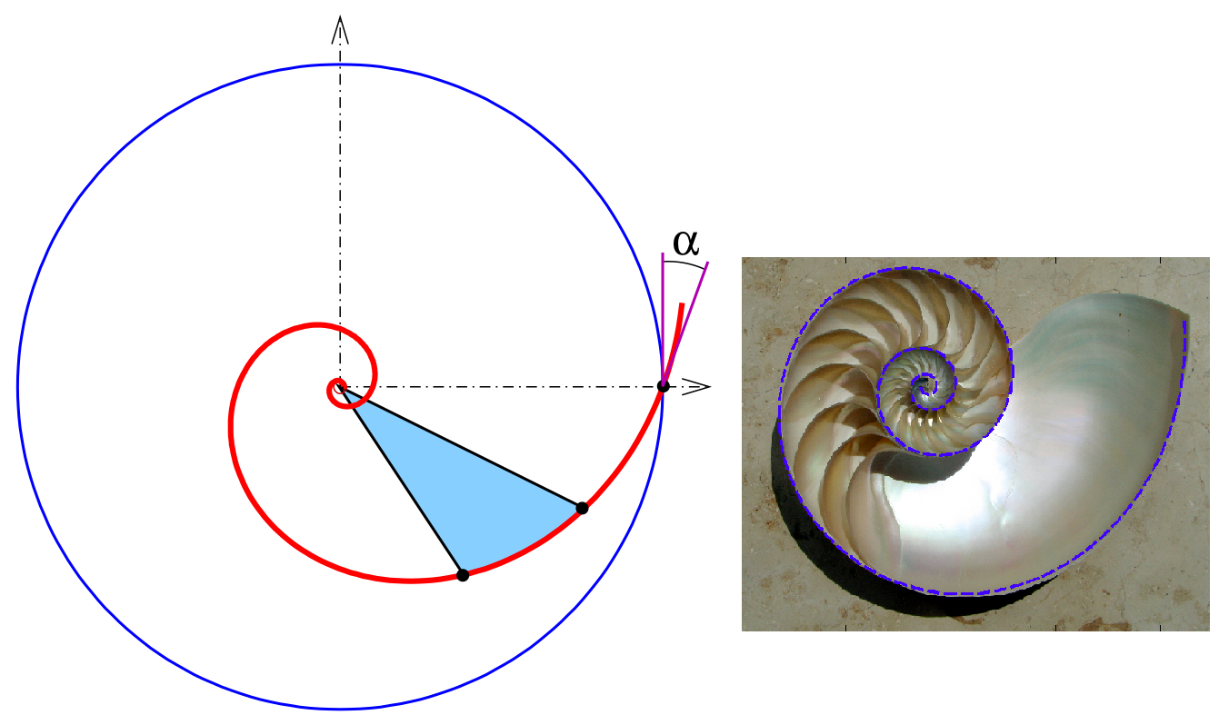 Spirala logarytmiczna (po lewej) jest płaską krzywą przecinającą pod stałym kątem „α” wszystkie półproste wychodzące z ustalonego punktu. W szczególności takim kształtem można opisać ramiona spiralne galaktyk (np. Ramię Strzelca w Drodze Mlecznej α~12°). Na podstawie stopnia nawinięcia ramion spiralnych można oszacować masę supermasywnej czarnej dziury w centrum danej galaktyki (np. dla typu galaktyki spiralnej „Sa” – 100 milionów mas Słońca, „Sd” – 100 tysięcy). Na Ziemi spirala logarytmiczna występuje w strukturach biologicznych (np. na rysunku po prawej pokazano przekrój muszli łodzika, gdzie α~10°), w ramionach tropikalnych cyklonów. Źródło: Wikipedia