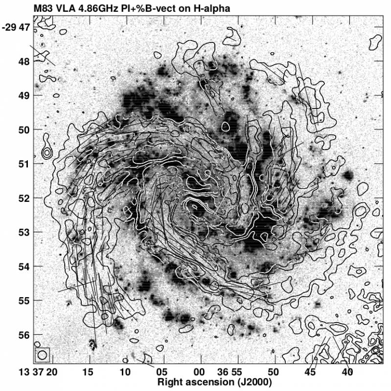 Obraz M83 w filtrze Halfa, z konturami spolaryzowanej emisji radiowej oraz wektorami pola magnetycznego. Źródło: publikacja zespołu. 