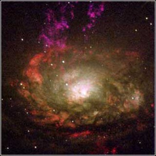 Wiele masywnych, czarnych dziur ukrywa się nawet w pobliskich galaktykach, takich jak ukazana na zdjęciu z HST Galaktyka Cyrkiel. W zakresach optycznym i ultrafioletowym głównymi widocznymi cechami są intensywna formacja gwiazd oraz występowanie obłoków pyłowych. Jednak w jądrze ukrywa się źródło bardzo energetycznego promieniowania rentgenowskiego, które sygnalizuje obecność czarnej dziury. Na zdjęciu nie widać w tym miejscu żadnego zwartego źródła. Źródło: NASA, Andrew S. Wilson (University of Maryland); 