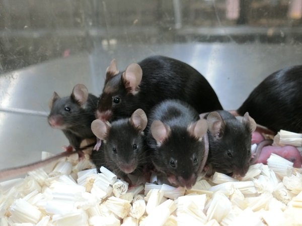 Kosmiczne "szczenięta myszy" wyhodowane z liofilizowanych plemników, które krążyły ponad Ziemią na pokładzie Międzynarodowej Stacji Kosmicznej ISS.