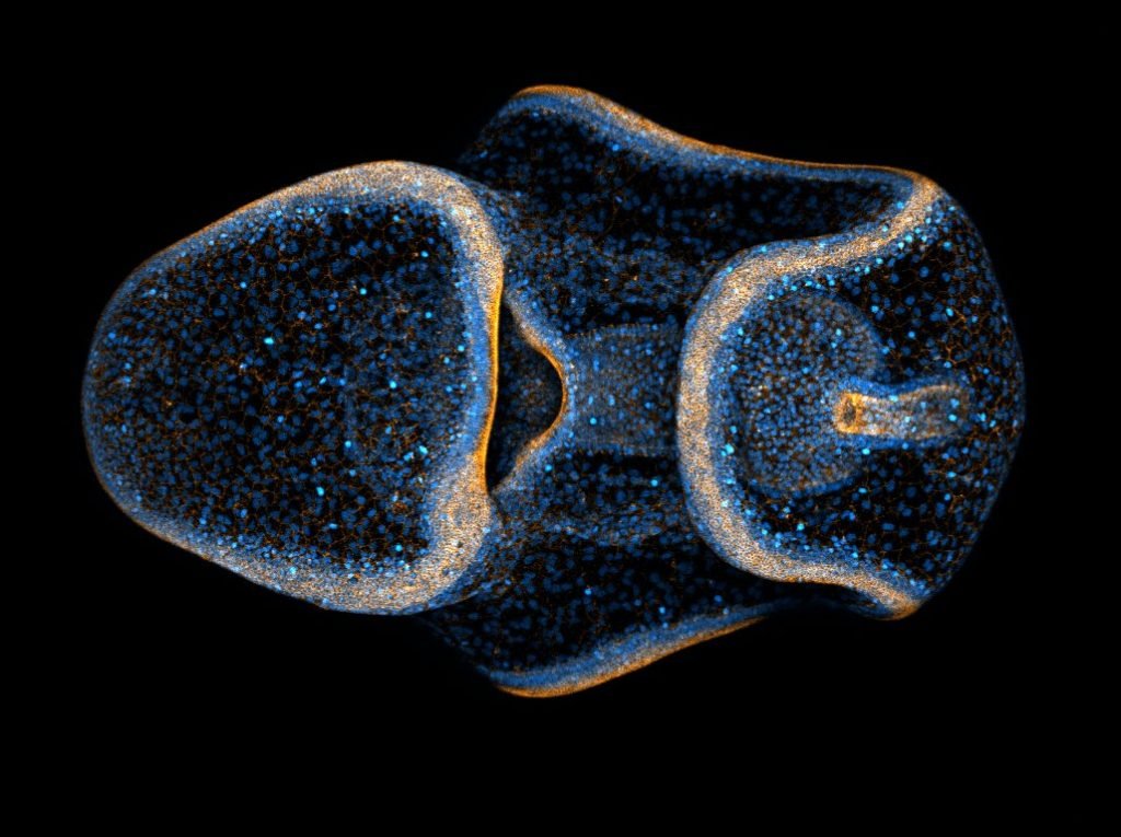 Wiki Science Competition - 3D projection of a Patiria miniata bipinnaria. Author: Natalie Carrigan from the USA