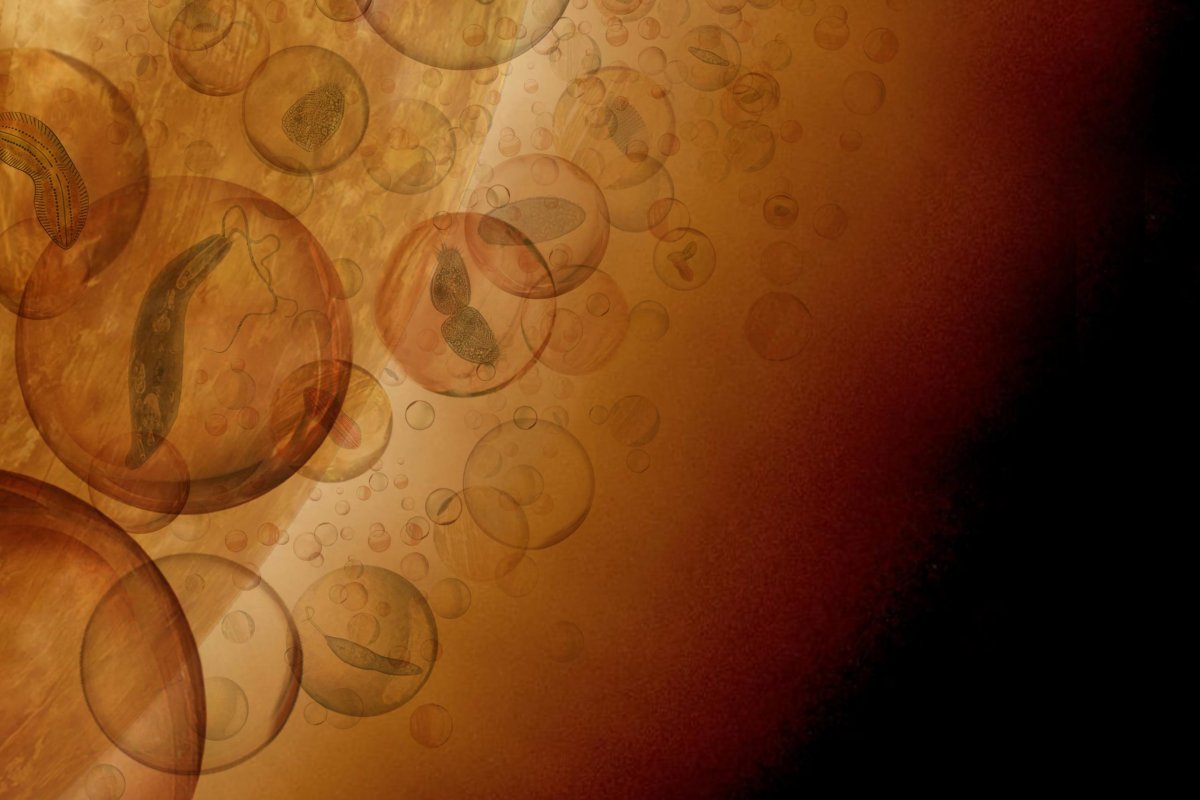 Biosfera na Wenus