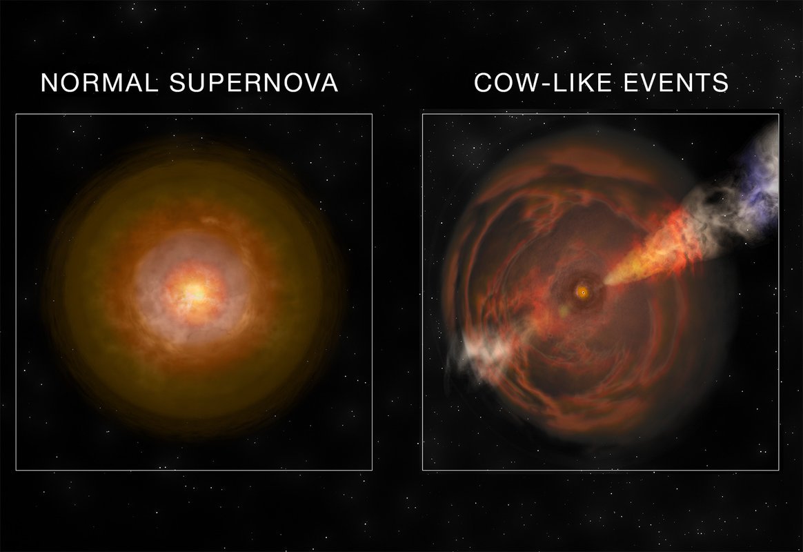 Grafika porównująca normalną supernową z supernową klasy Krowa.