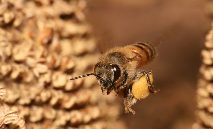 Pszczoła miodna wracająca do ula i niosąca pyłek w koszyczku