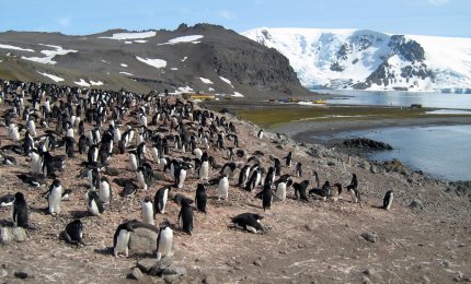 Kolonia pingwinów na masywie Pingwinisko na Wyspie Króla Jerzego, w tle stacja polarna im. Arctowskiego