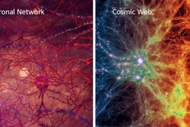 Porównanie sieci kosmicznej i neuronalnej. 