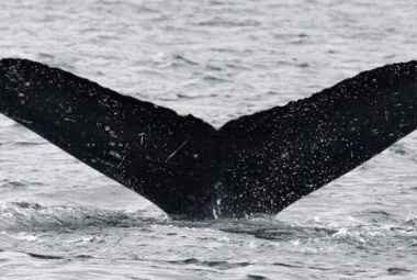 Naukowcy zdołali porozumieć się z wielorybem o imieniu Twain (Jodi Frediani)
